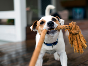 How to Help Your Pet Adjust to Your Back-to-School Routine